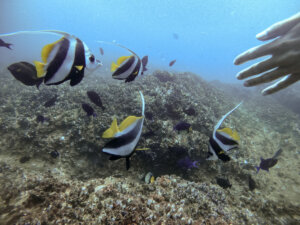 Goda Gala Diyamba / Napoleon Reef